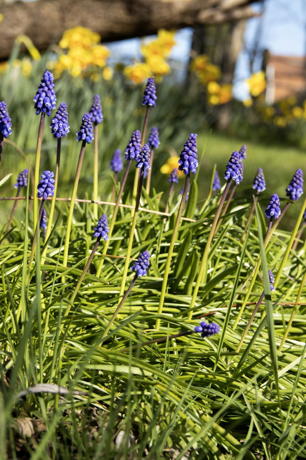 a bunch of flowers that are in the grass