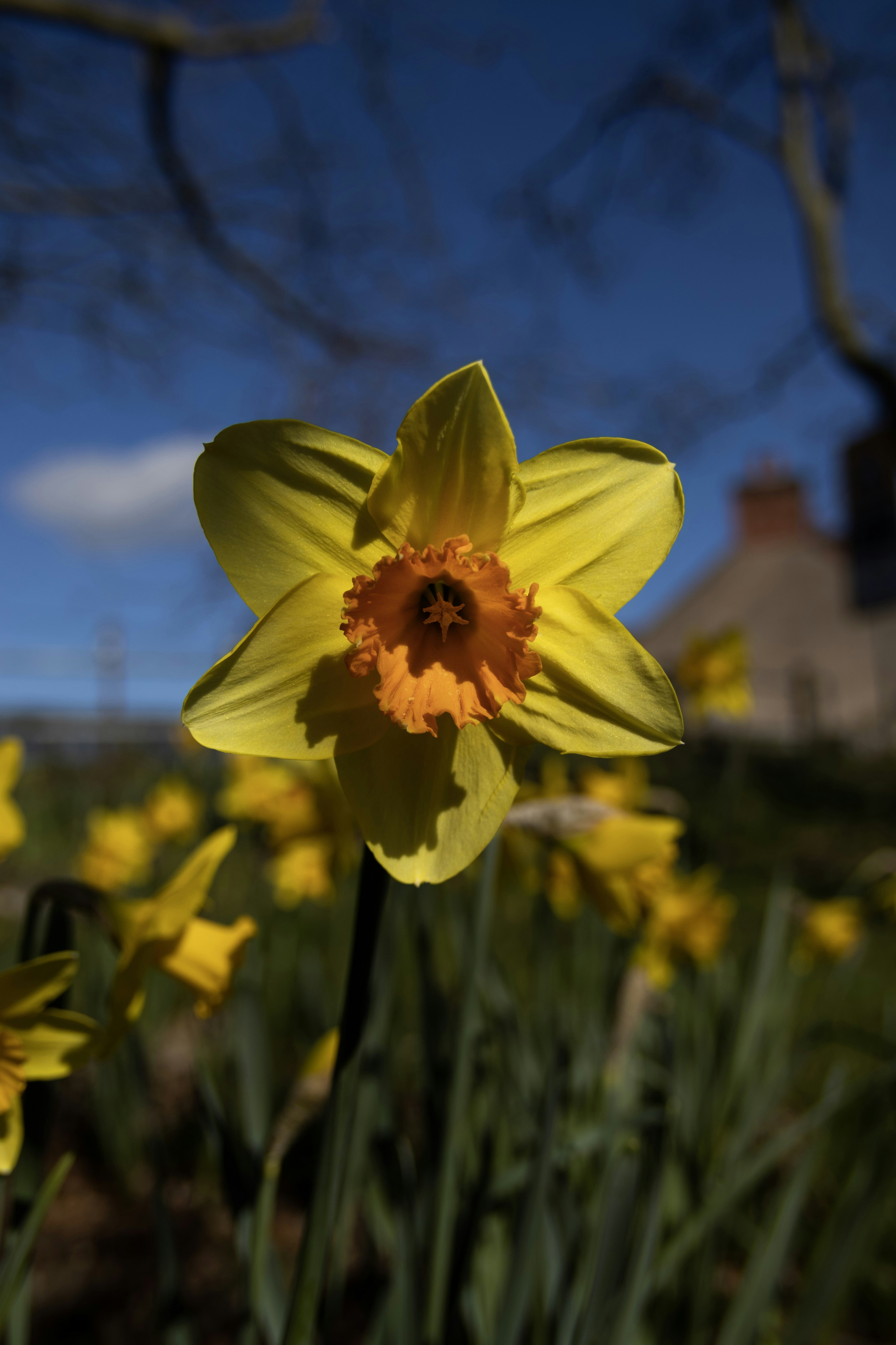 spring floral wallpaper, wallpaper, March Crafts for Adults: Creative Ideas & Projects 2