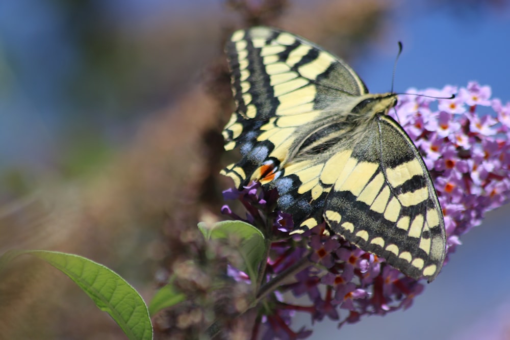 Una mariposa amarilla y negra sentada sobre una flor púrpura