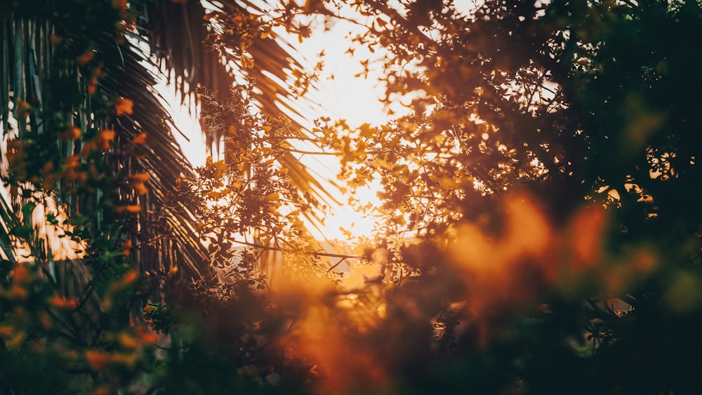 the sun is shining through the leaves of a tree