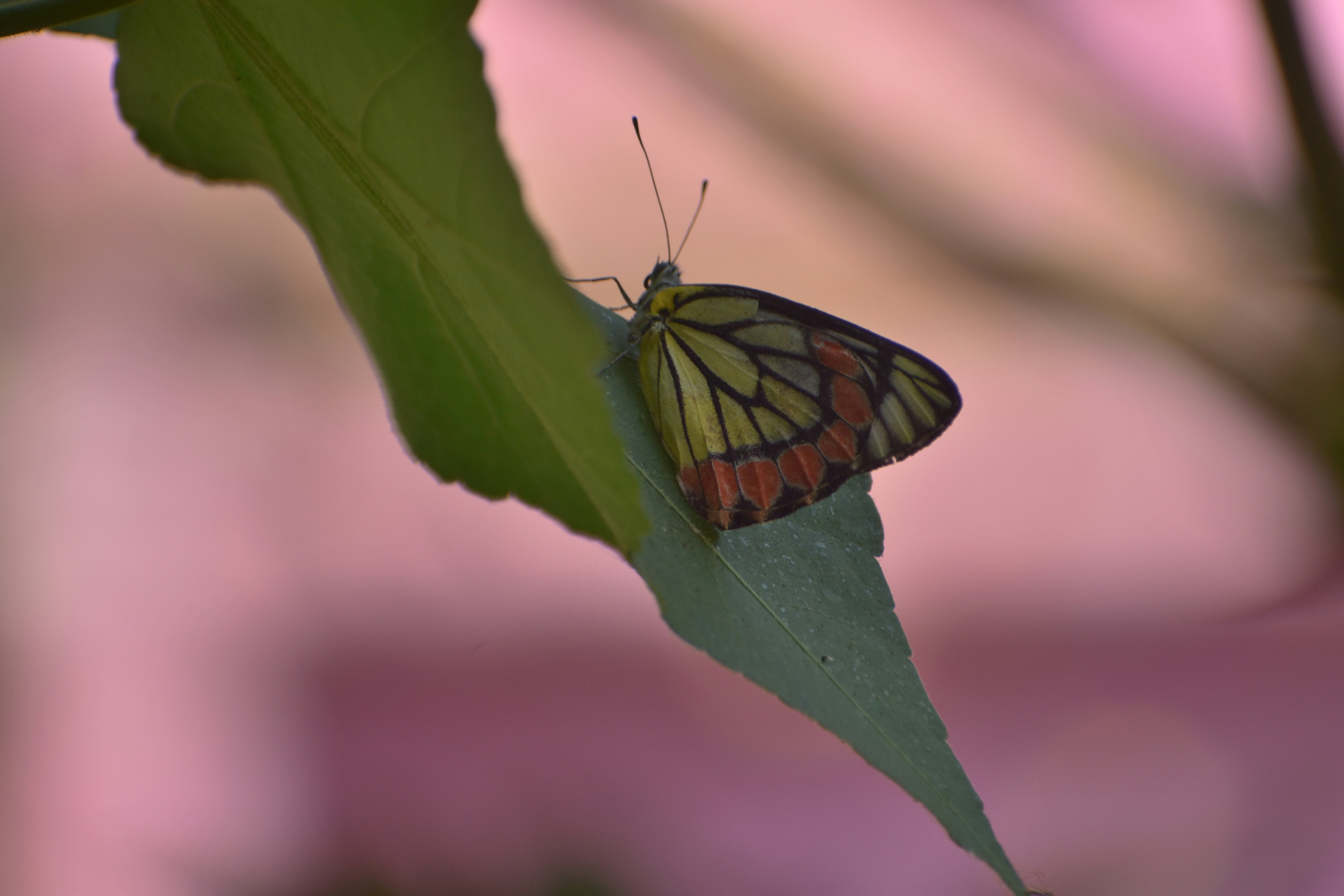 um close up de uma borboleta em uma folha