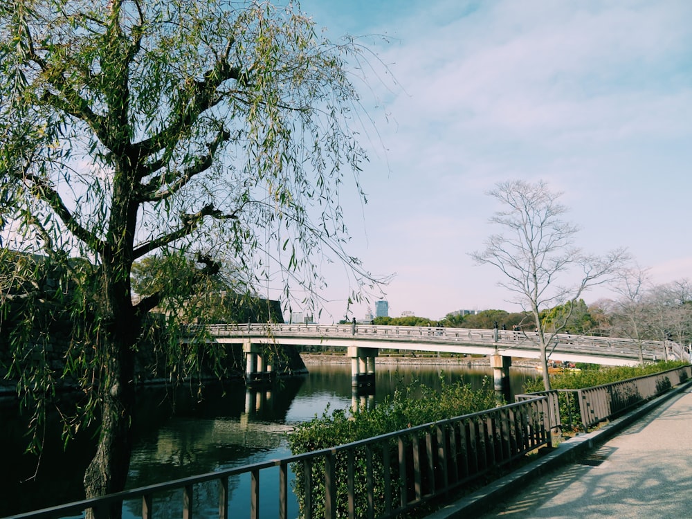 a bridge over a body of water next to a tree