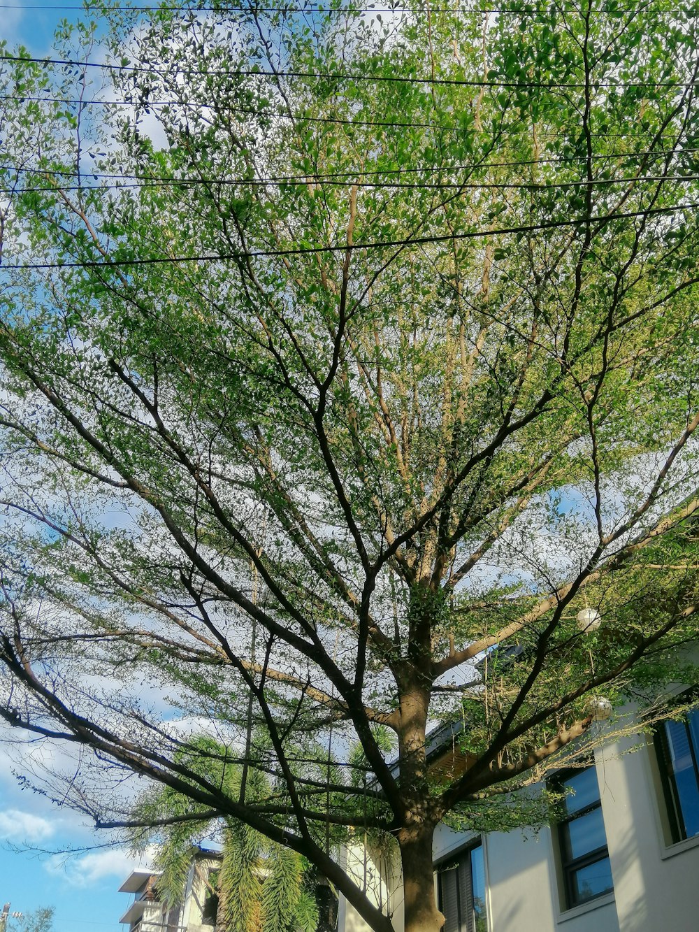 a tree with green leaves in front of a building