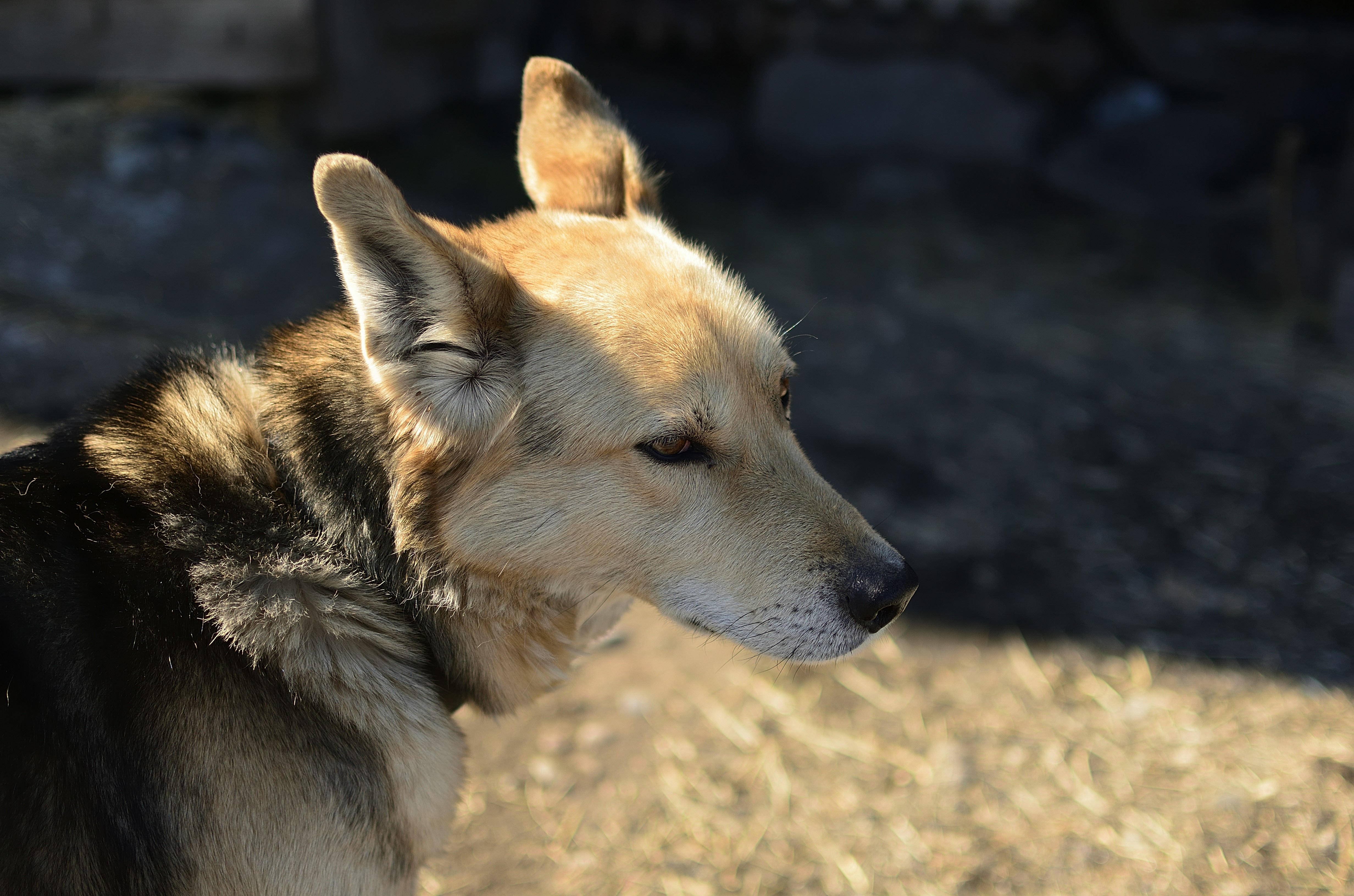 Photo by azxa661