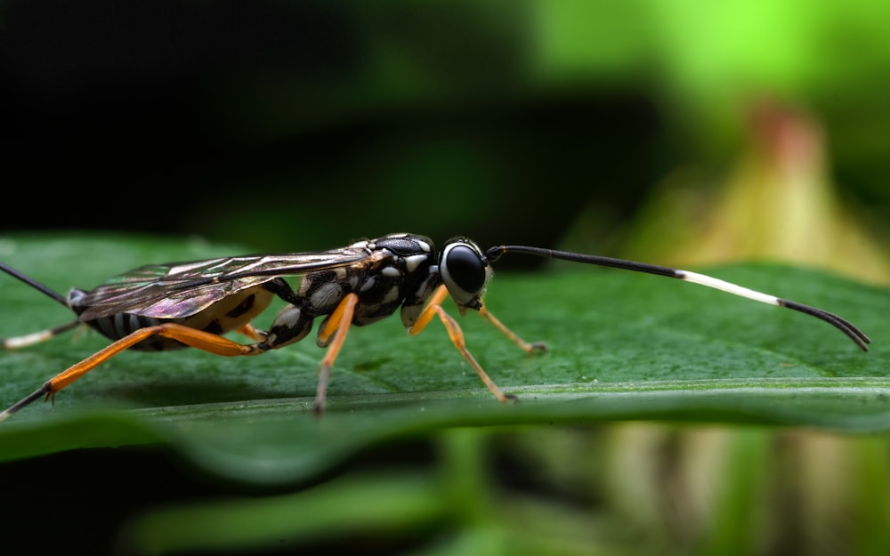 a close up of a bug on a leaf