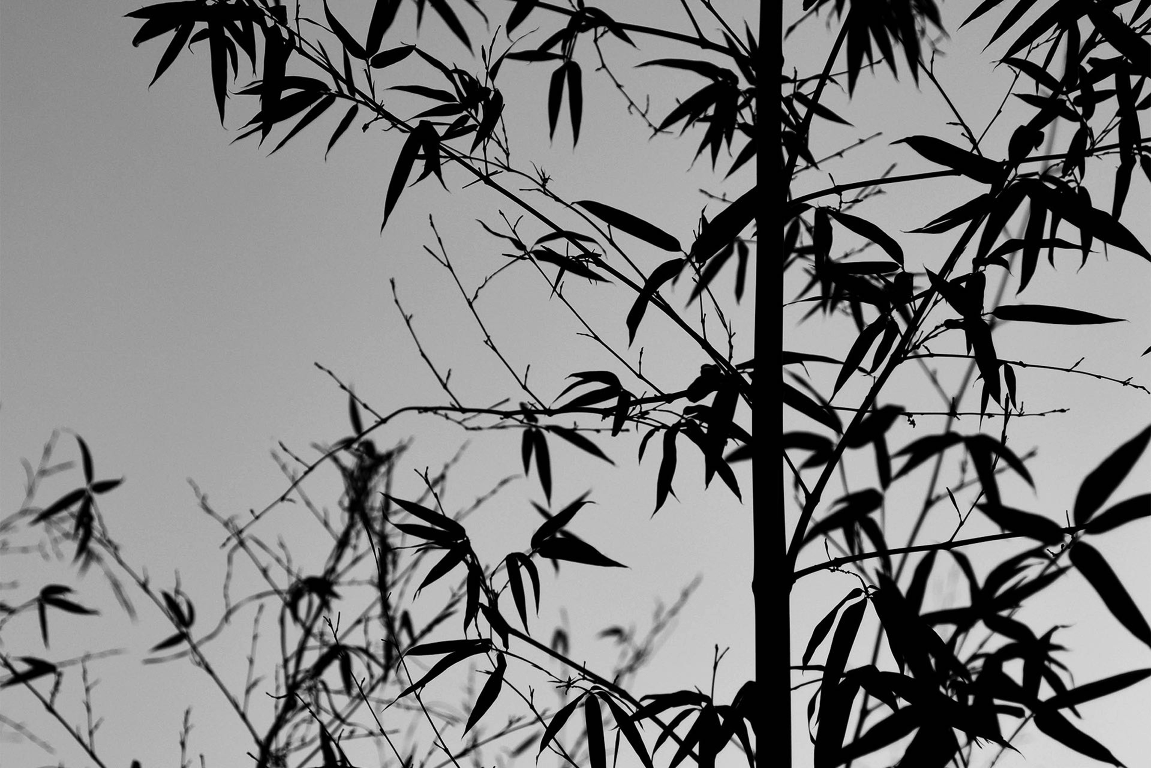 Ink Eternal: The Chinese Painting Collection of Harold Wong