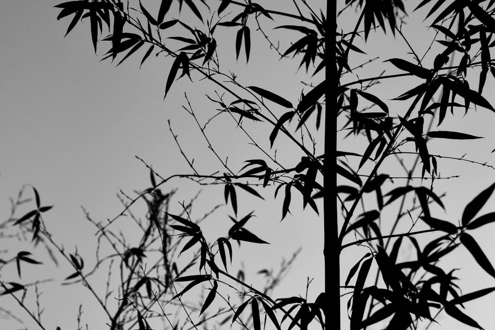 a black and white photo of a bamboo tree