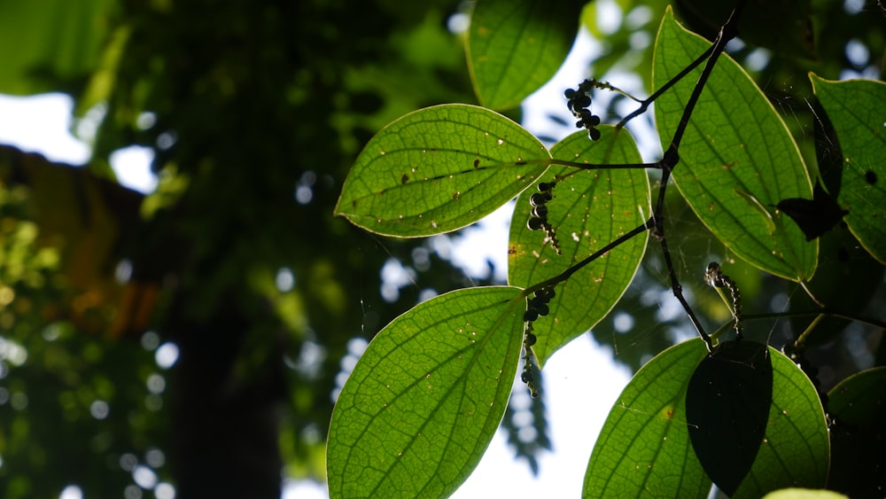 a green leafy tree with water droplets on it