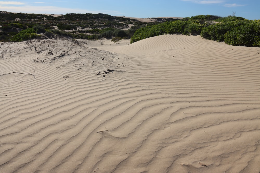 a sandy area with trees and bushes in the background