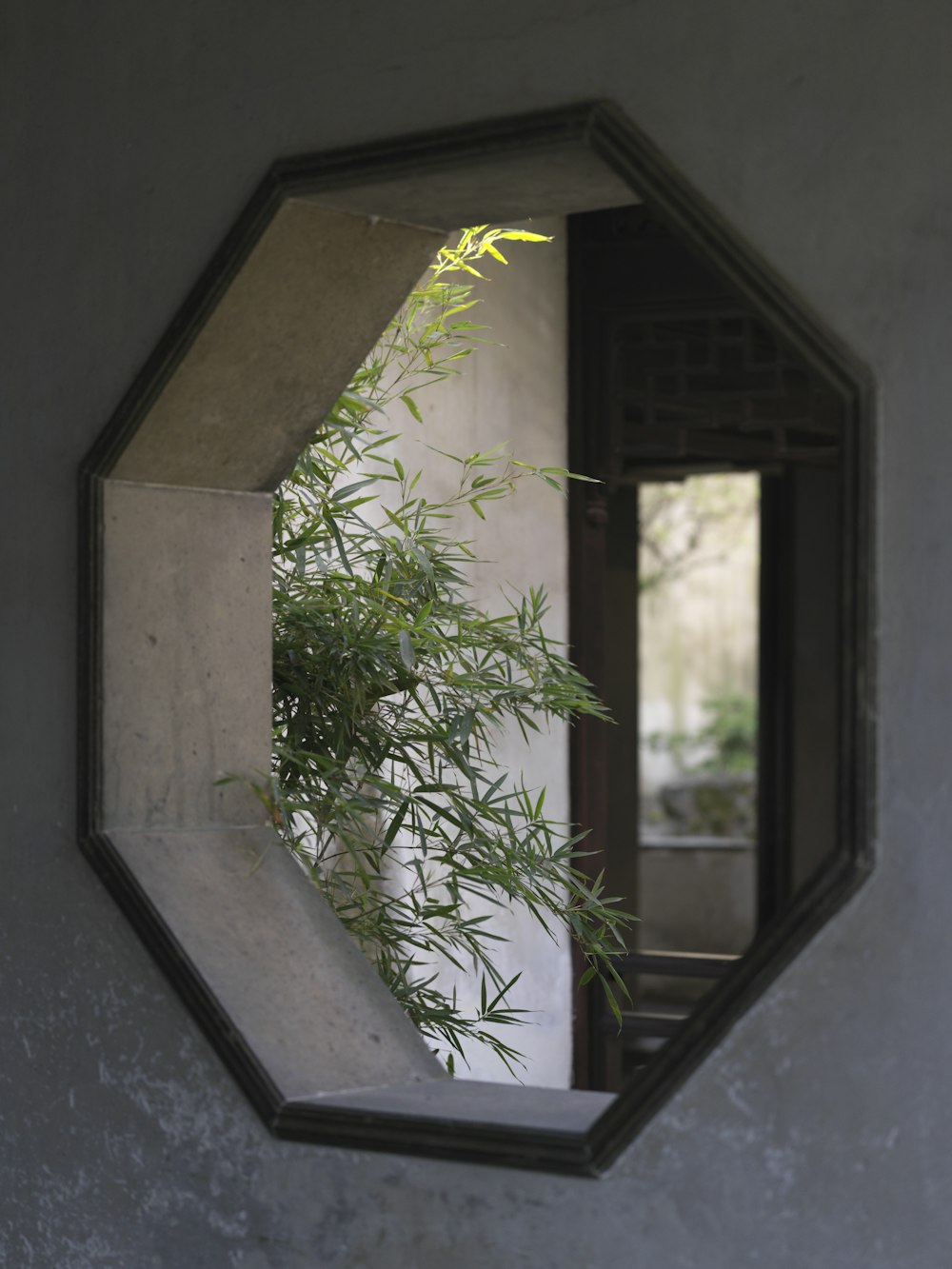 a mirror that has a plant in it
