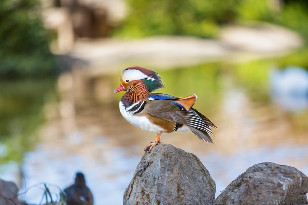 a colorful bird perched on a rock near a body of water