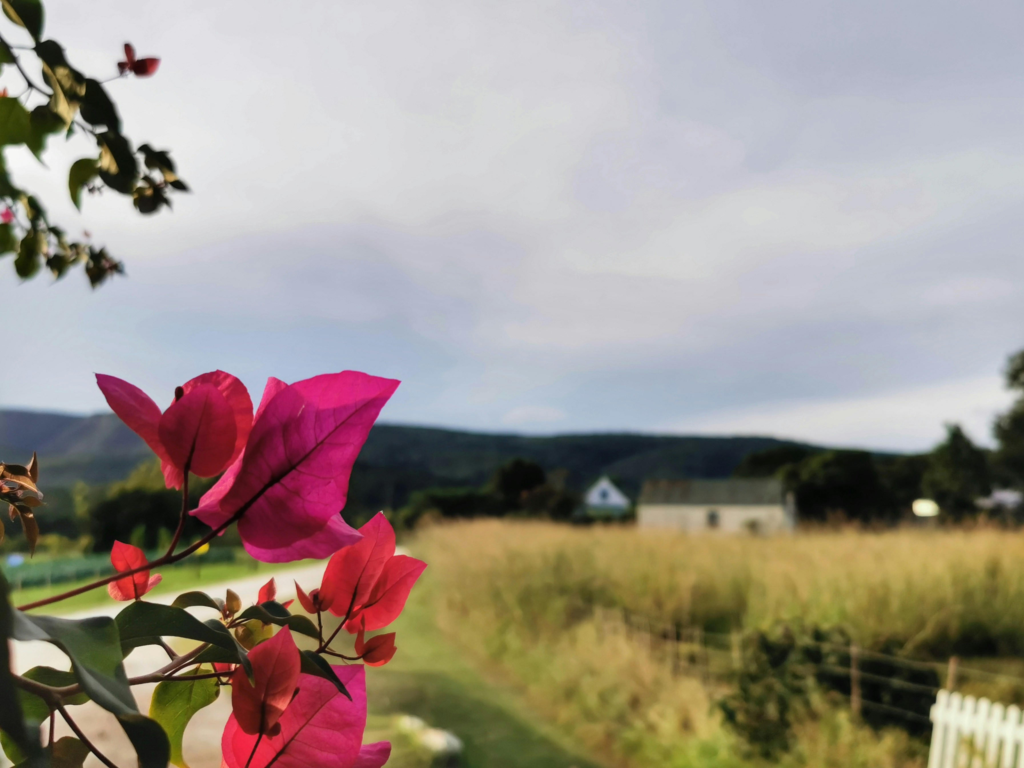 une fleur rose sur une branche d’arbre dans un champ