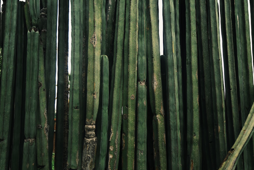 a large group of green cactus plants next to each other