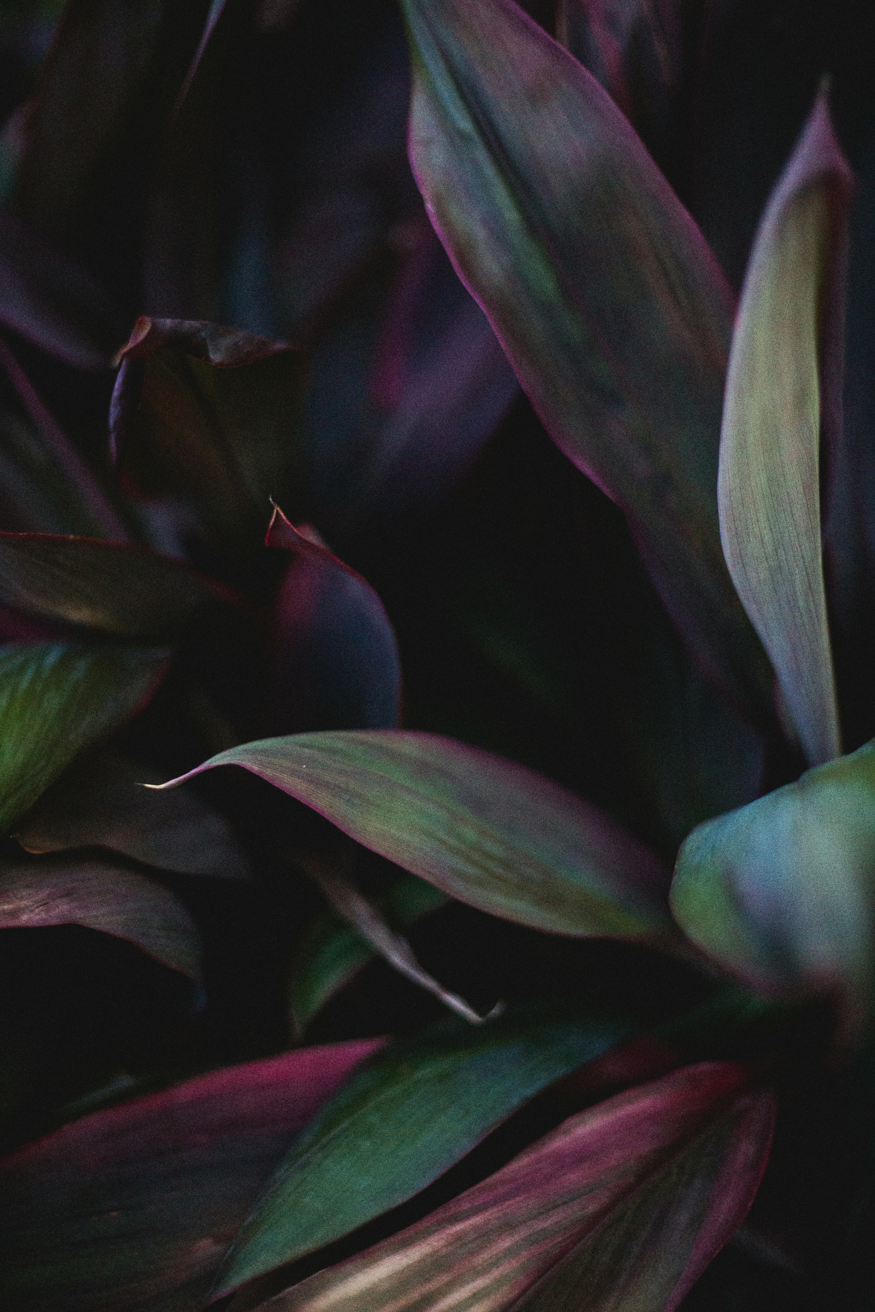 Beacons banner for @pandora