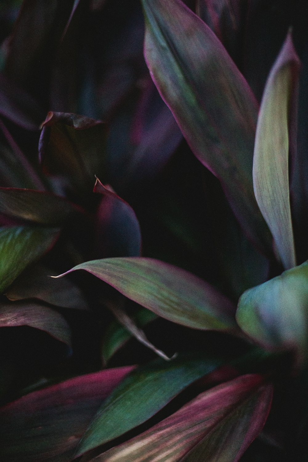a close up of a purple plant with green leaves