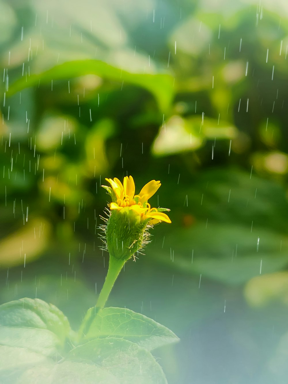 a yellow flower with rain drops on it