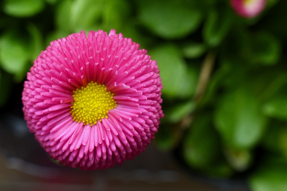 a pink flower with a yellow center surrounded by green leaves