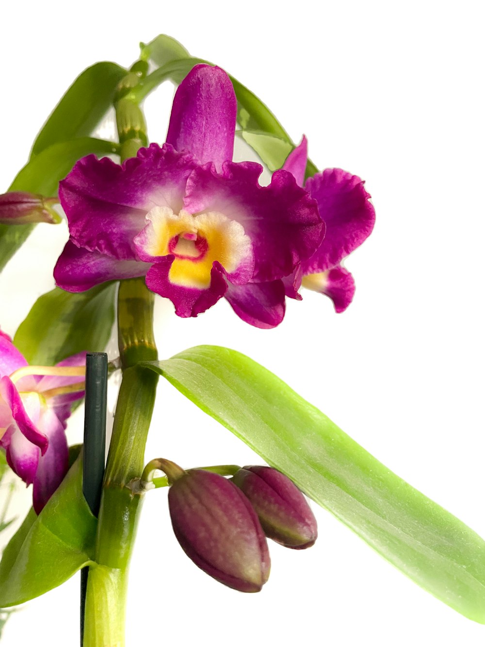 a close up of a purple flower on a white background