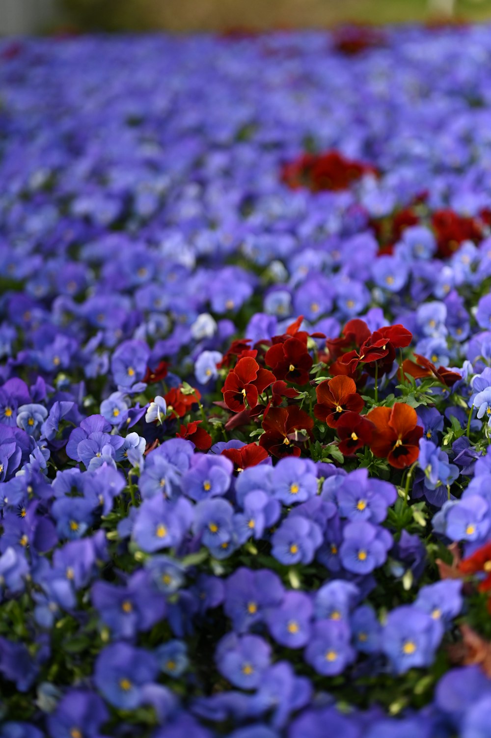 a field full of purple and red flowers