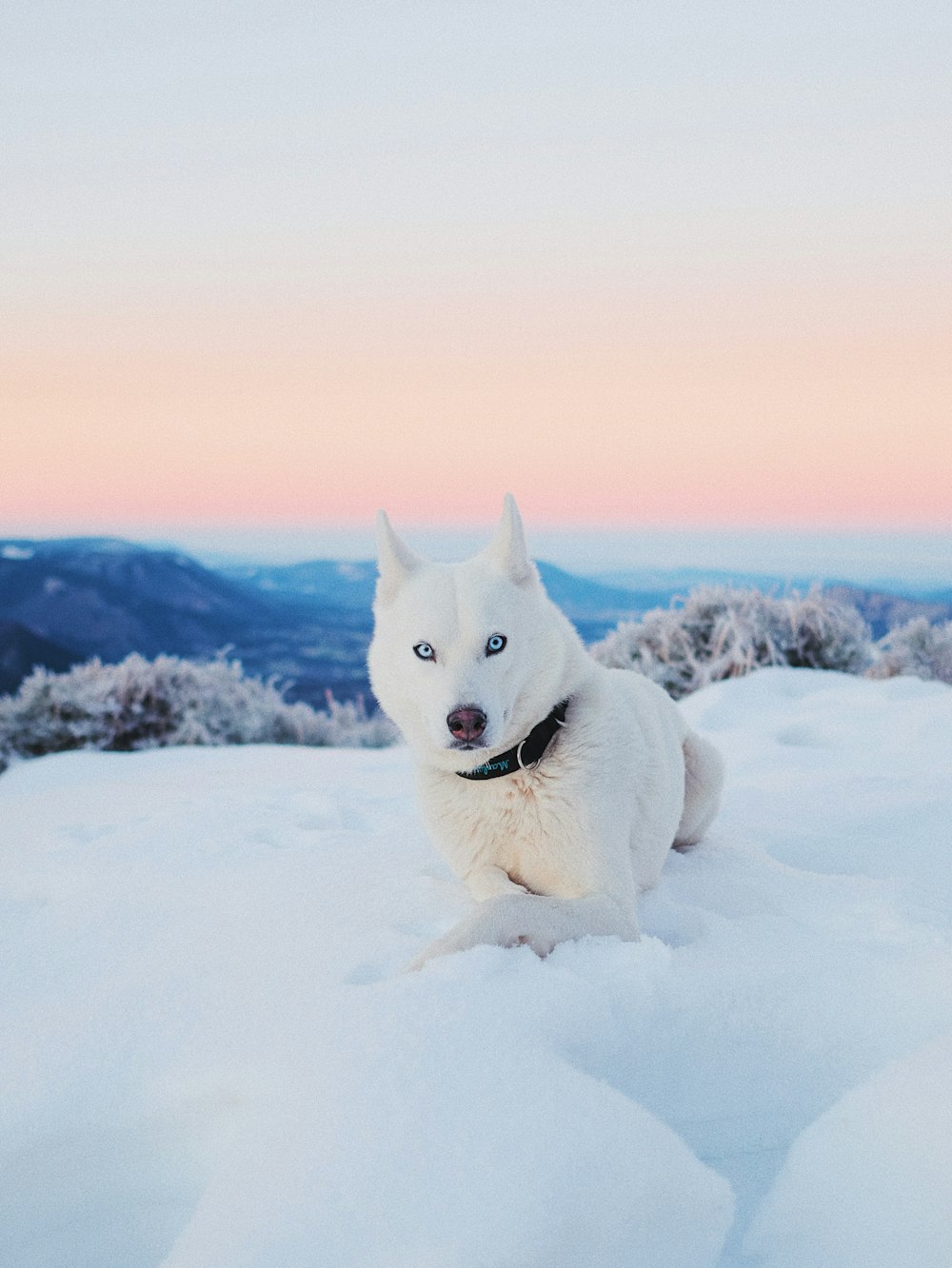 Ein weißer Hund sitzt im Schnee