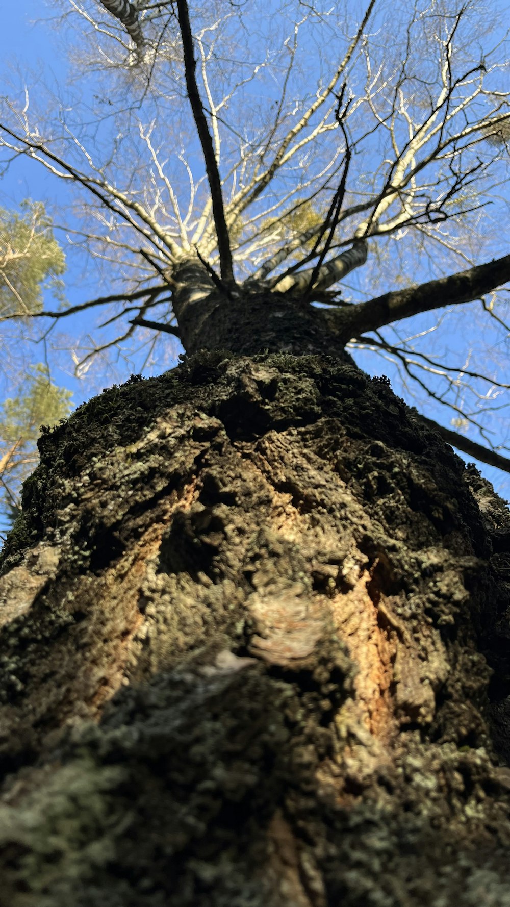 looking up at a tall tree with no leaves