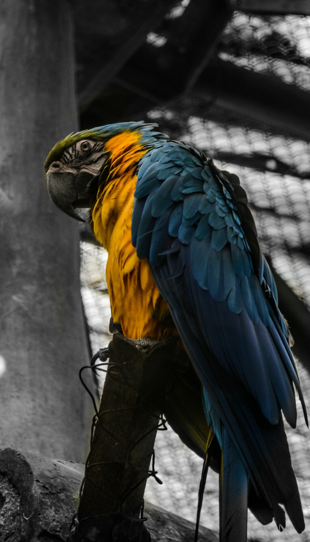 a colorful parrot perched on a branch in a cage