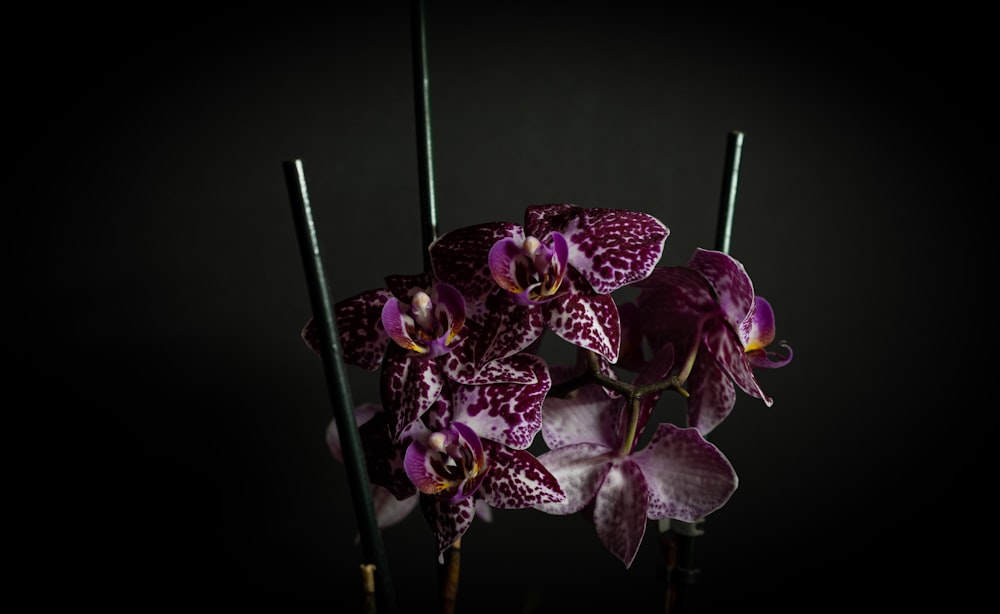 a bunch of purple flowers sitting in a vase