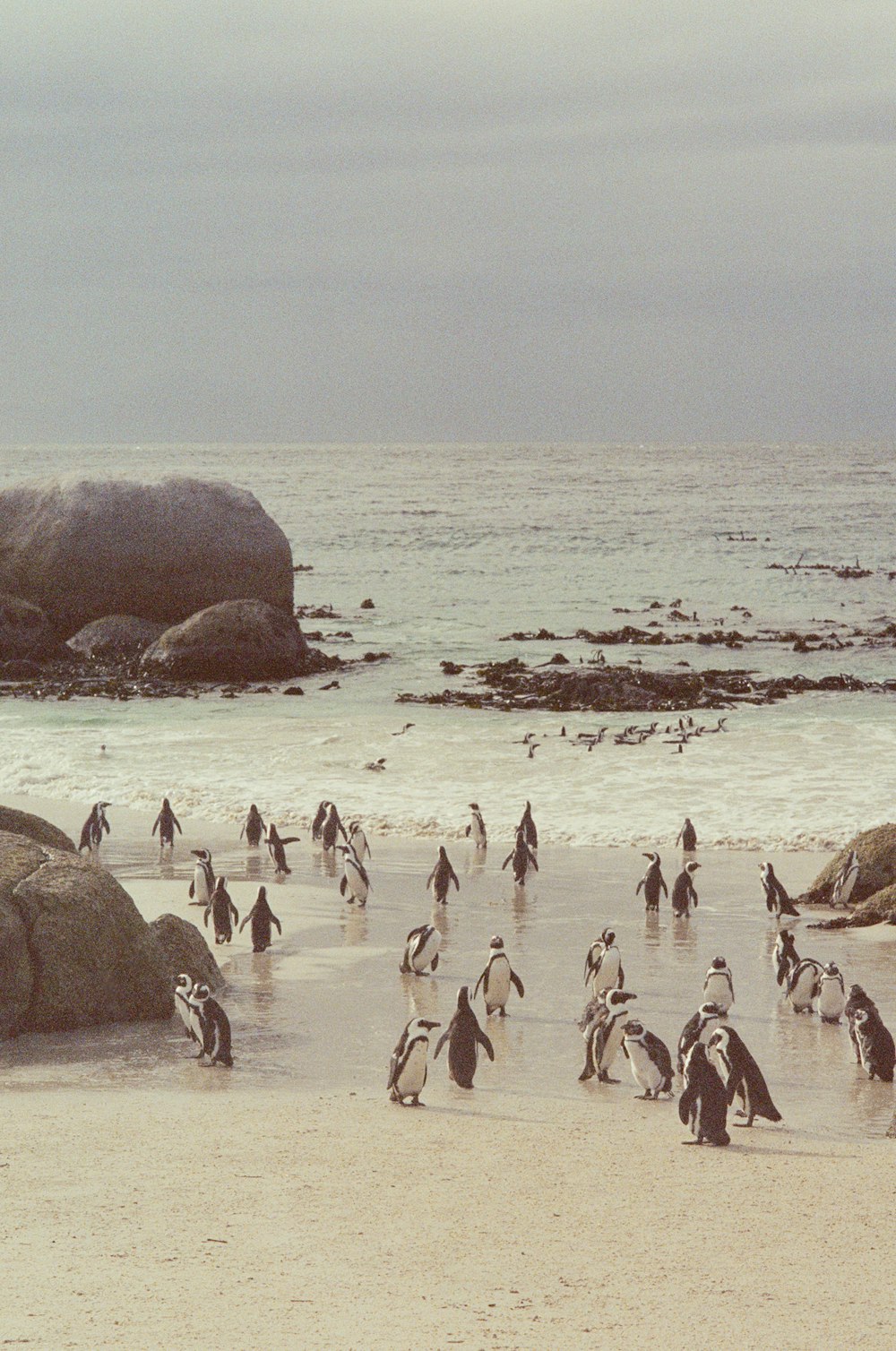 a group of penguins walking on the beach