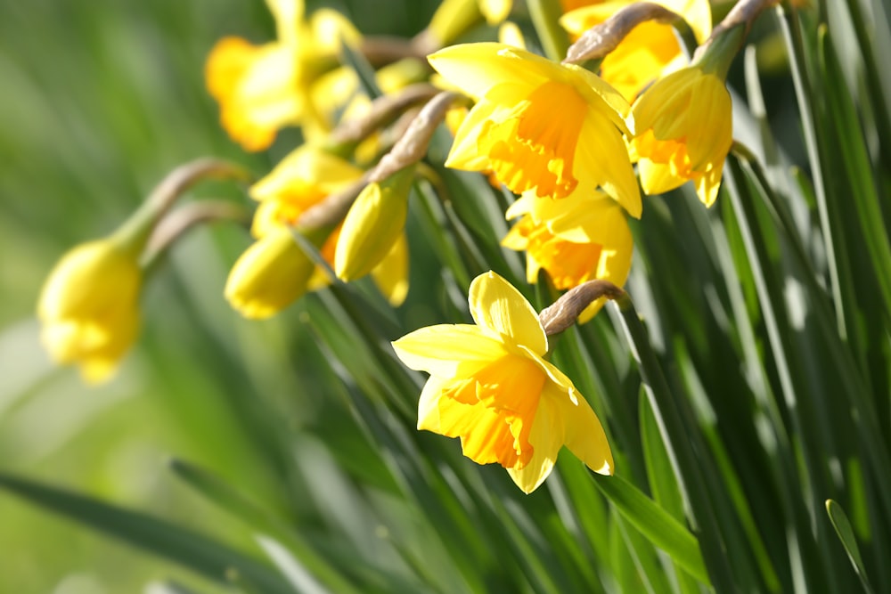 a bunch of yellow flowers that are in the grass