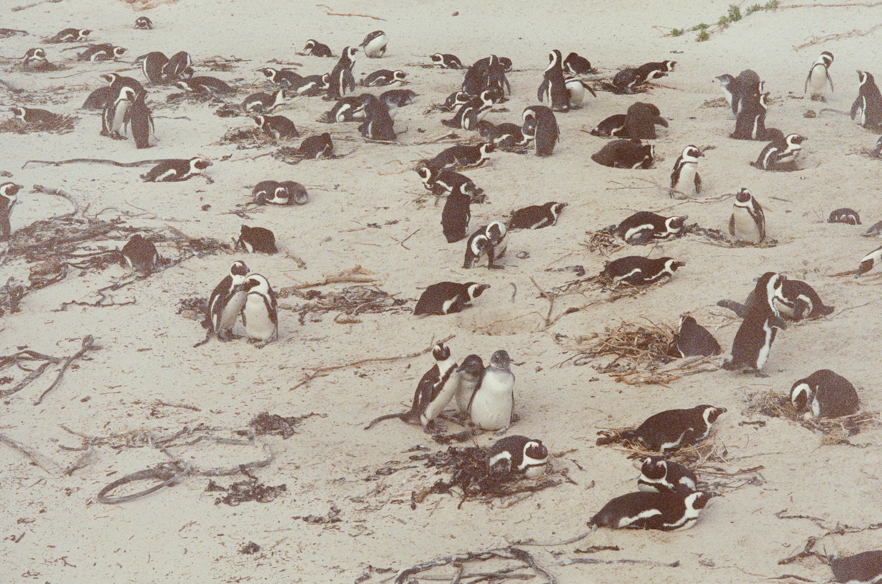 Foto zum Thema Eine große Gruppe Pinguine an einem Sandstrand Bildidee 