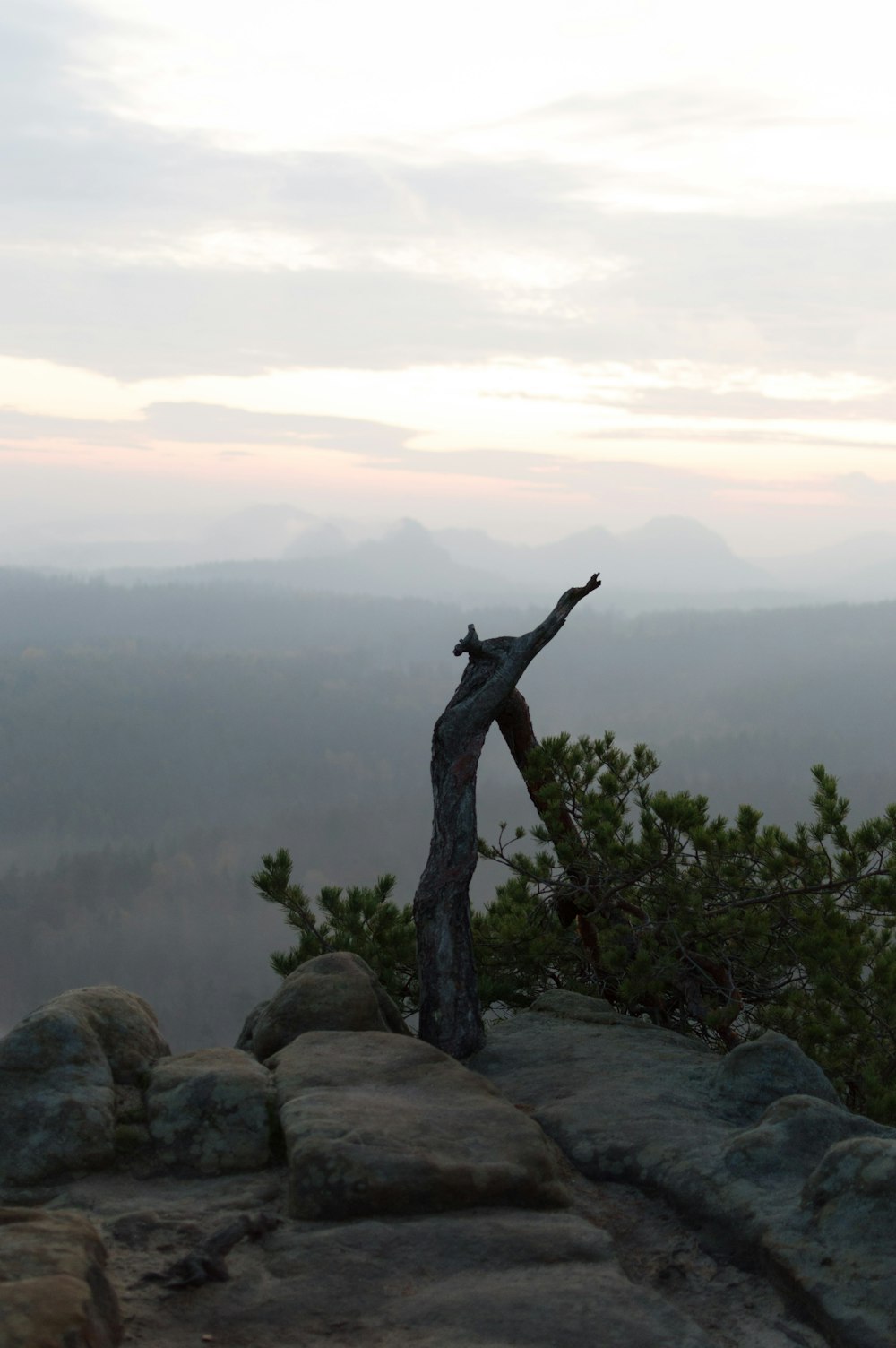 a tree that is on top of a rock