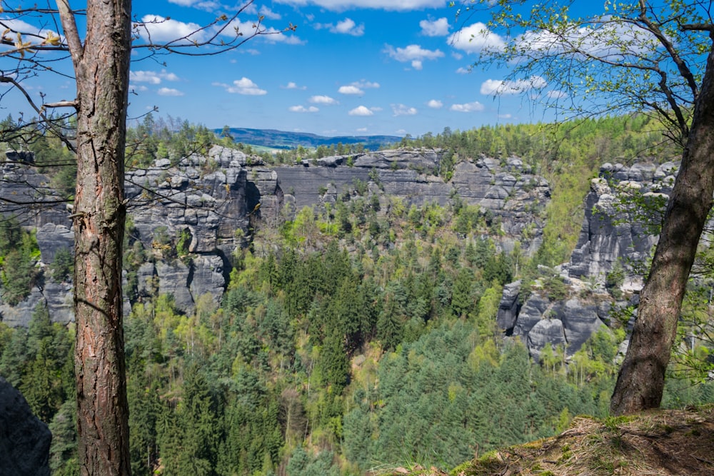 a scenic view of a forest with a cliff in the background