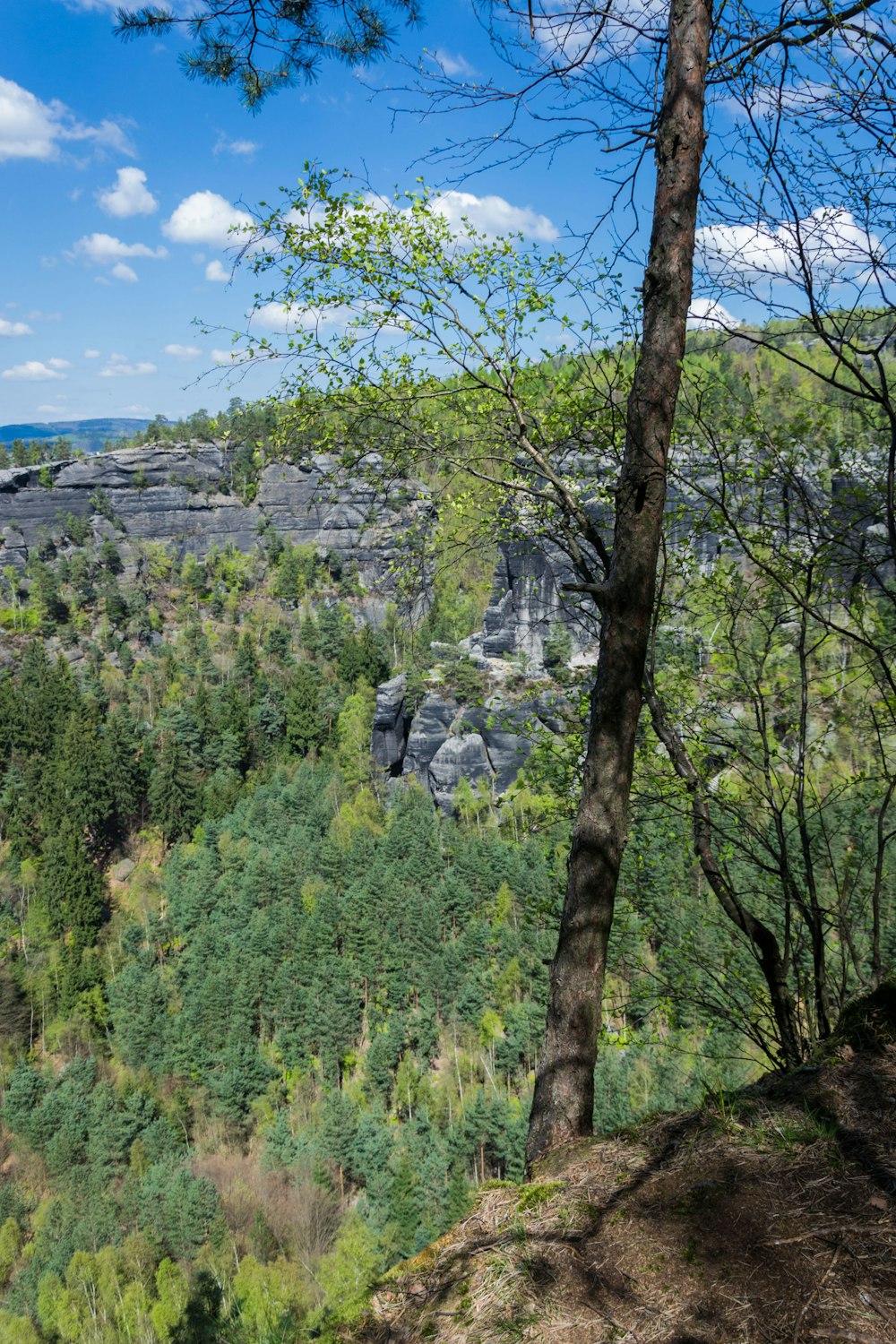 a scenic view of a forest with a mountain in the background