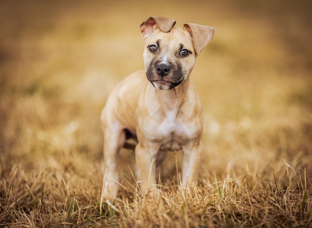 Ein braun-weißer Hund steht auf einem trockenen Grasfeld