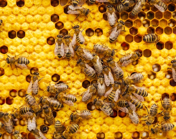 curso de apicultura online