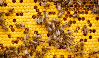 a bunch of bees that are on a beehive