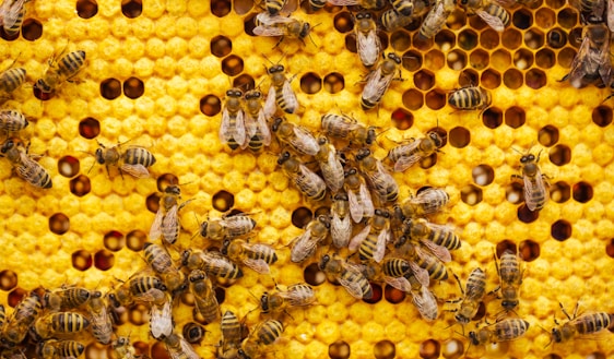 a bunch of bees that are on a beehive