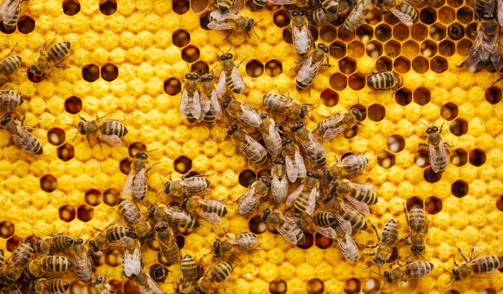 Un montón de abejas que están en una colmena
