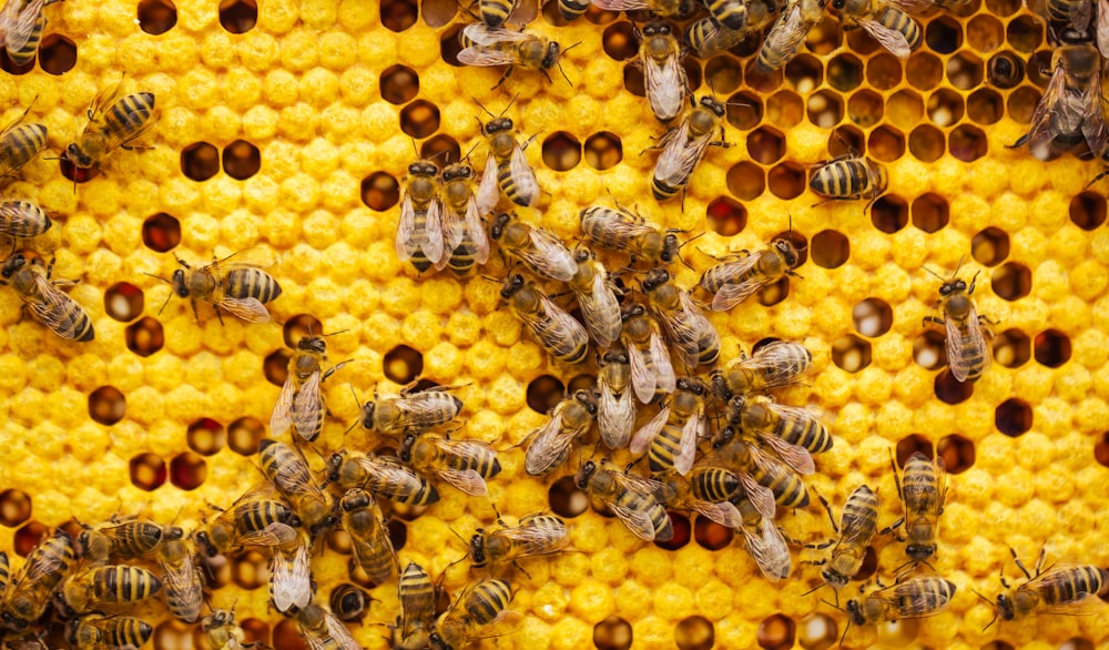 a bunch of bees that are on a beehive