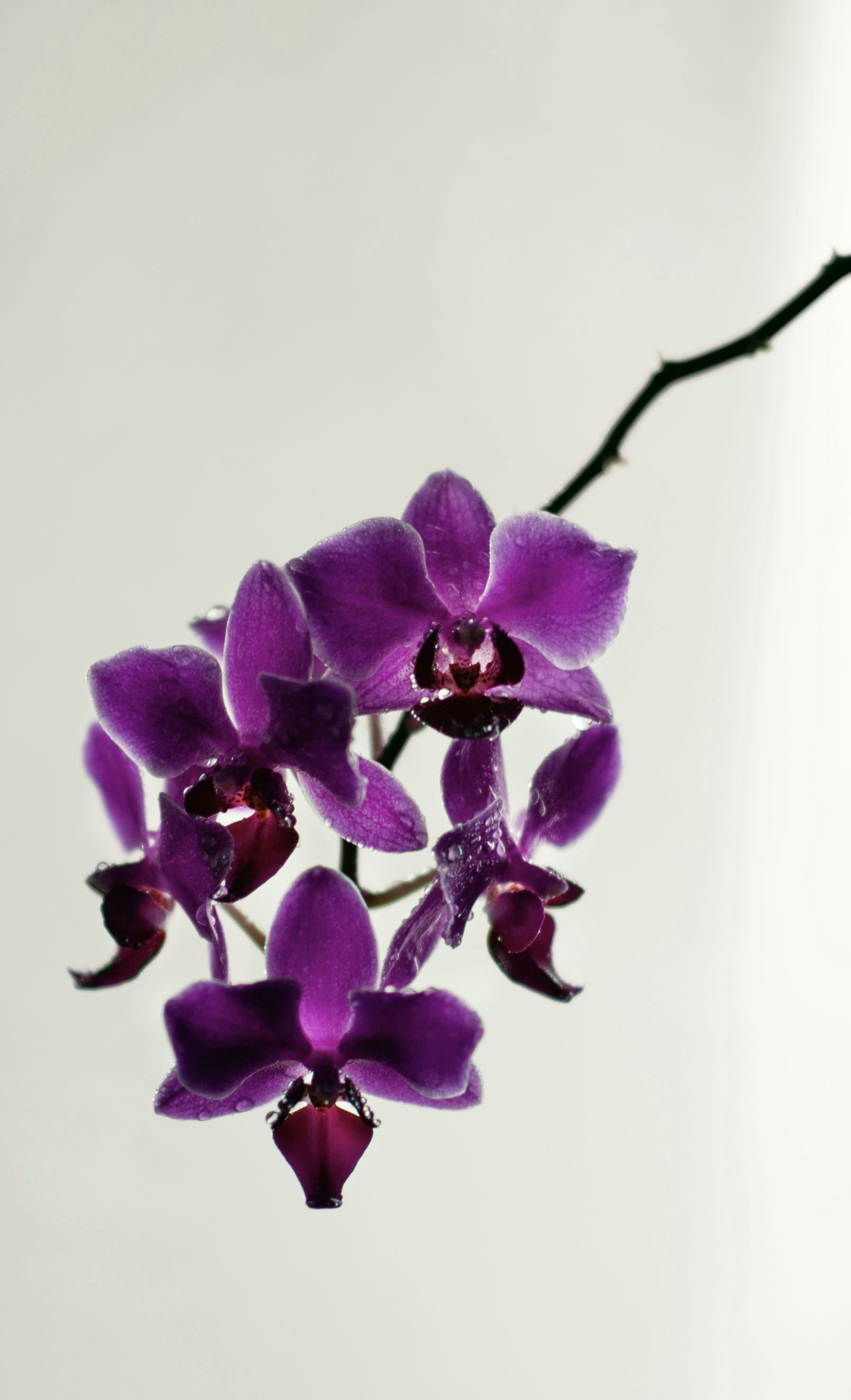 Photo by danielabeleva