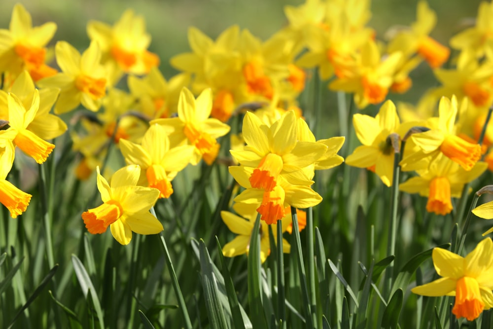 a bunch of yellow flowers that are in the grass