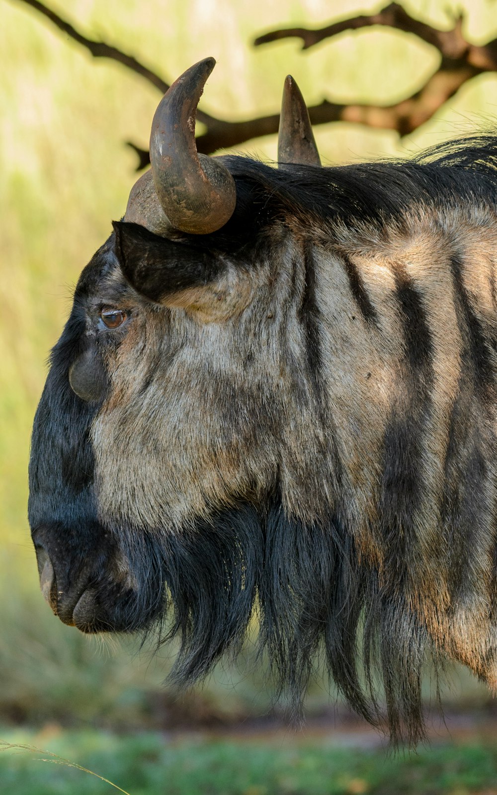 a close up of a horned animal with long horns