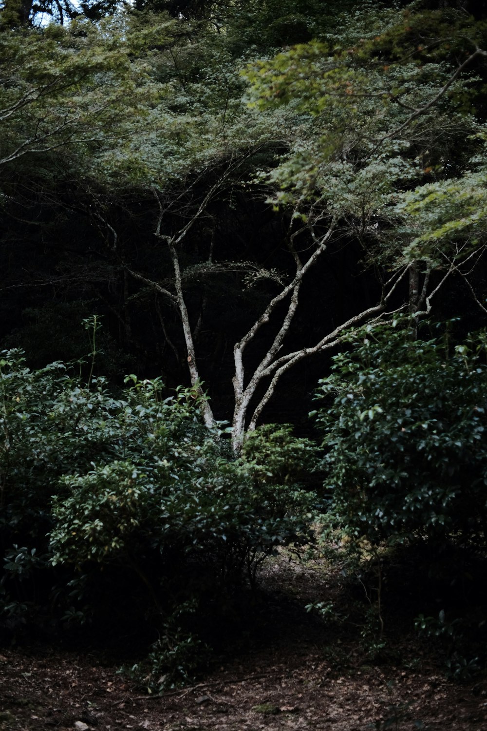 a bench sitting in the middle of a forest