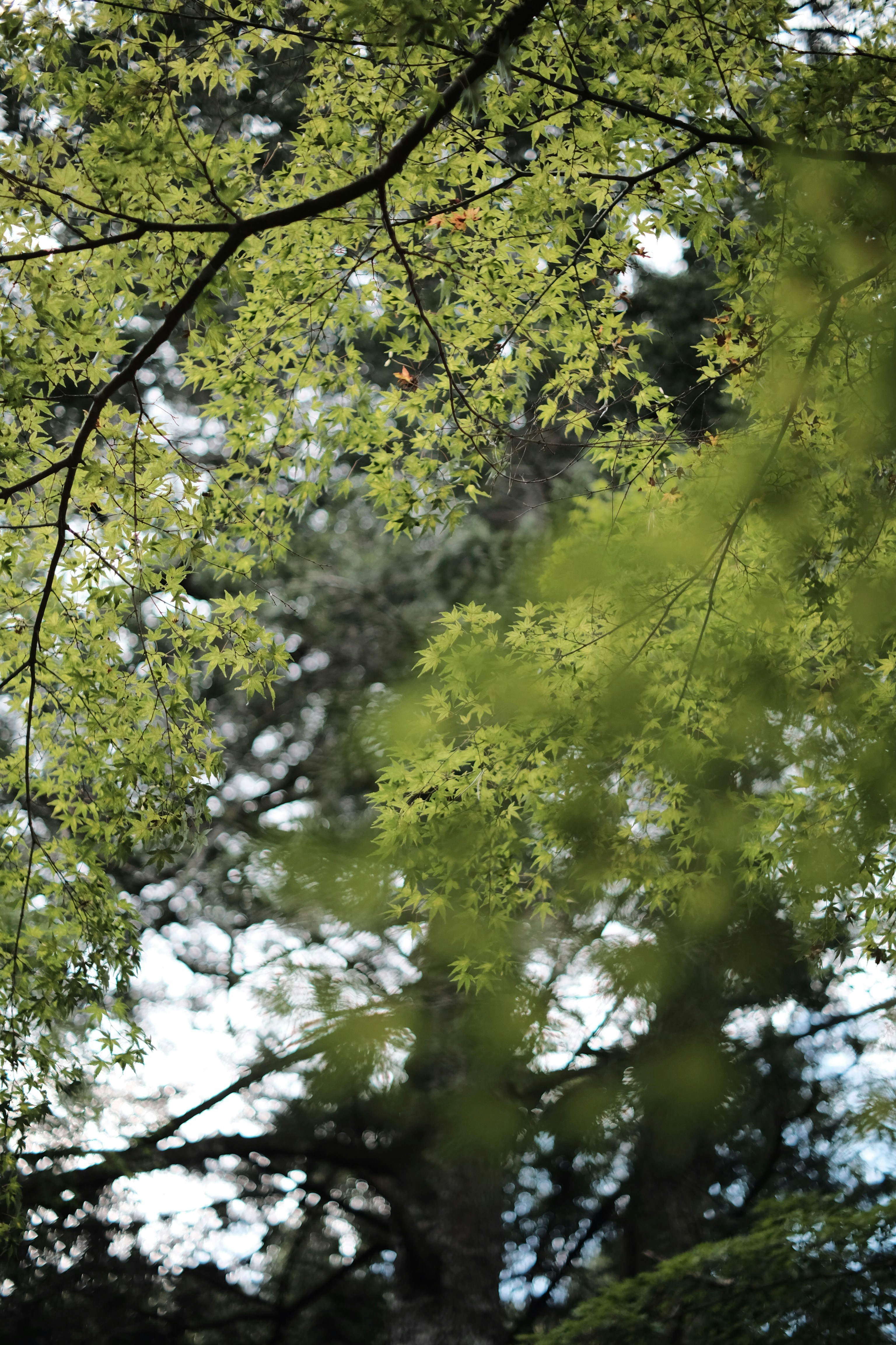 Choose from a curated selection of green wallpapers for your mobile and desktop screens. Always free on Unsplash.