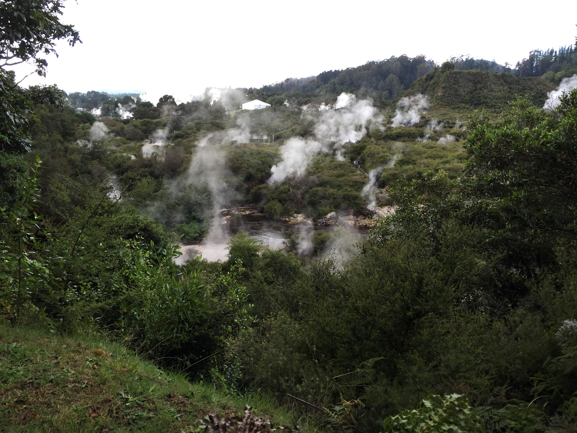 steam rises from the ground in a forested area