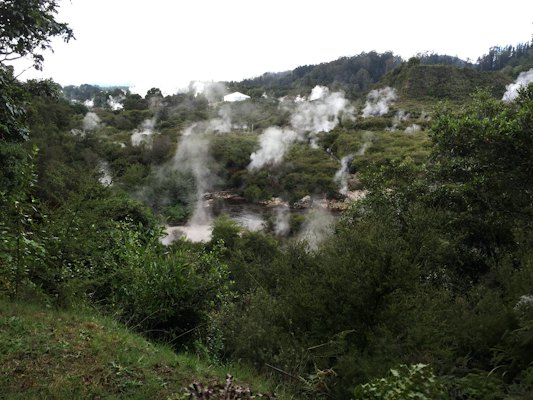 Steam rises from the ground in a forested area — Rotorua, New Zealand