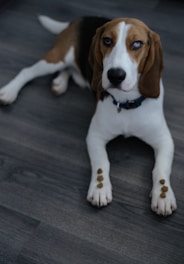 A happy beagle eagerly reaching for a bowl filled with colorful, wholesome pet treats.