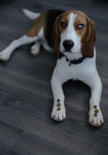 A beagle dog is lying on a gray wooden floor, looking up with a curious expression. Small brown treats are balanced on its front paws.