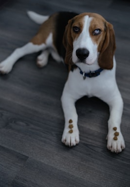A beagle dog is lying on a gray wooden floor, looking up with a curious expression. Small brown treats are balanced on its front paws.
