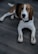 A beagle dog is lying on a gray wooden floor, looking up with a curious expression. Small brown treats are balanced on its front paws.